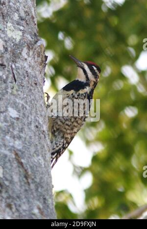 Yellow-bellied Sapsucker (Sphyrapicus varius) adult female perched on trunk  Florida      February Stock Photo