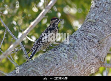 Yellow-bellied Sapsucker (Sphyrapicus varius) adult female perched on trunk  Florida      February Stock Photo