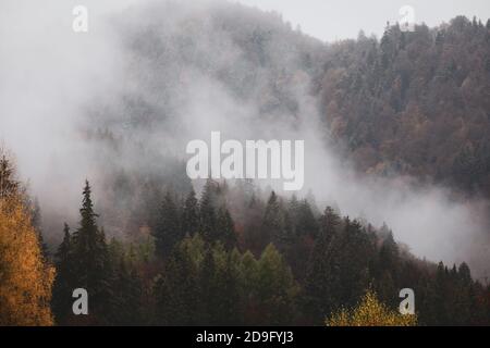 Mist and sleet storm over a cone tree forest in the Romanian mountains during a November cloudy day. Stock Photo