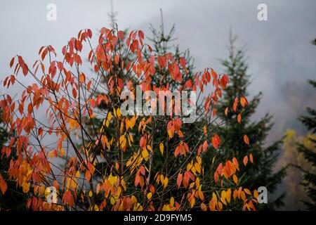 Red and yellow leaves of an autumn tree with green cone trees forest in the background in the Romanian mountains during a rainy/sleet November day. Stock Photo