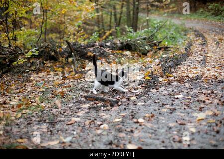 Cute black and white stray cat on a forest trail during a rainy cold autumn day in a forest in Romania. Stock Photo