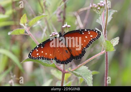 The Queen butterfly (Danaus gilippus) adult feeding on flower with wings open  Everglades, Florida, U.S.A.          February Stock Photo