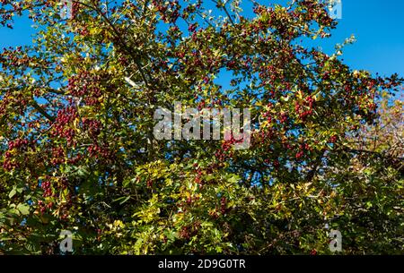 Colourful red hawthorn tree berries in sunshine against blue sky, Scotland, UK Stock Photo