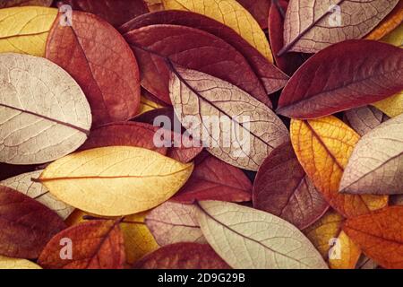 autumnal background of fallen leaves in brown and yellow colors Stock Photo