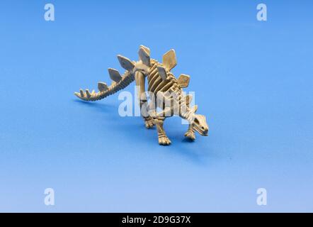 Closeup of a small stegosaurus skeleton model, on a blue background Stock Photo