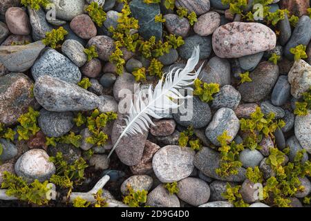 Feather on pebbles, grass among stones. Baltic sea coats. Stock Photo