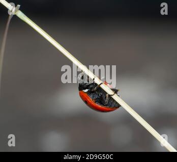 close-up of ladybird climbing on a blade of grass Stock Photo