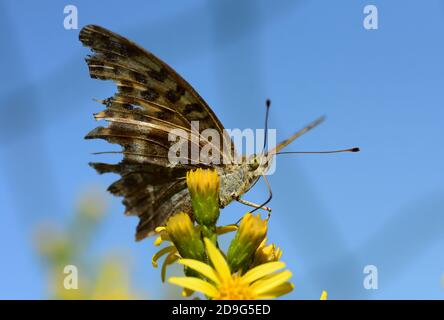 Close-up photo of Isolated butterfly specimen Queen of Spain fritillary, laid on wild flowers. Stock Photo