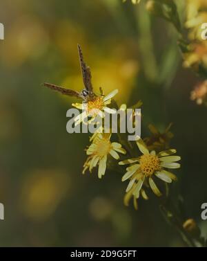 Isolated specimen of Queen of Spain fritillary (Issoria lathonia) on yellow flowers and on the left an insect flying in the direction of the butterfly Stock Photo