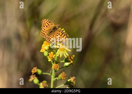 Beautiful specimen of Issoria lathonia (Queen of Spain fritillary) (Linnaeus, 1758), Nymphalidae, on yellow flowers and natural background. Stock Photo