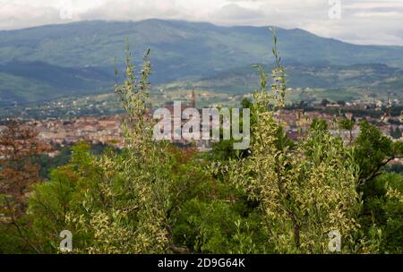 olive tree in bloom against Arezzo town background, inTuscany region Stock Photo