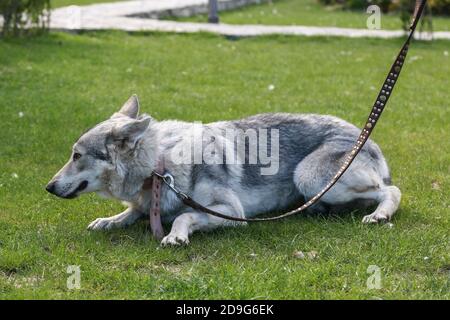 Wolf leash 2024