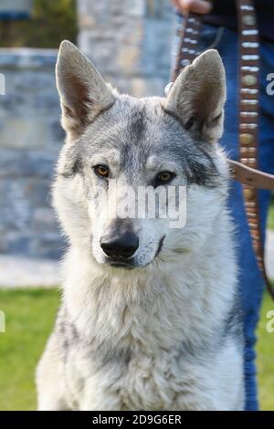 Portrait of a Czechoslovakian wolf dog with a leash around his