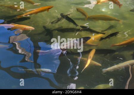 Flock of fish in the riverpond. A lot of fish in the water. Stock Photo