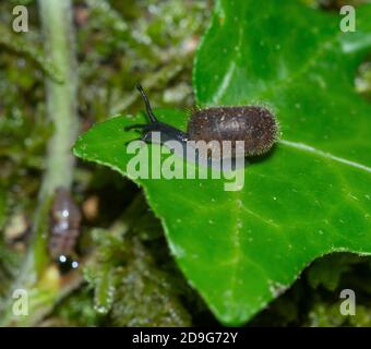 closeup of small terrestrial hairy snail, Ciliella Ciliata, on a ivy leaf Stock Photo
