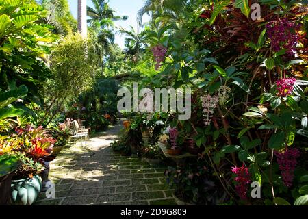 Tropical planting at top tourist destination Hunte's Gardens in Barbados Stock Photo