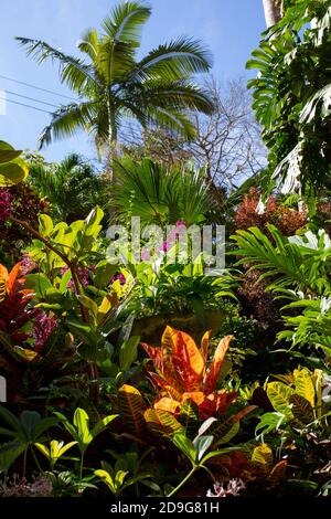 Tropical planting at top tourist destination Hunte's Gardens in Barbados Stock Photo