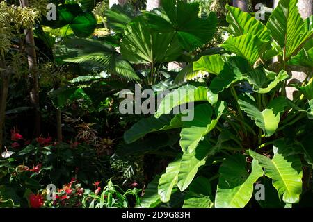 Tropical planting at top tourist destination Hunte's Gardens in Barbados Stock Photo