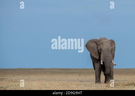Africa, Kenya, Laikipia Plateau, Northern Frontier District, Ol Pejeta Conservancy. African elephant (WILD: Loxodonta Africana) Stock Photo
