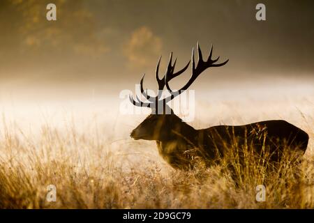 Red deer (Cervus elaphus) stag standing in early morning misty light in Richmond Park, Richmond, London, in the rutting season in late autumn Stock Photo