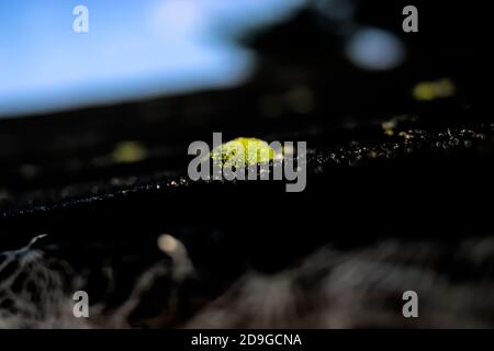 Moss on roof Stock Photo
