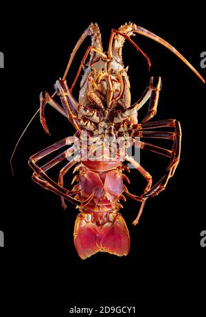 Lobster side view isolated on a black background as fresh seafood or shellfish food concept as a complete red shell crustacean isolated on a black bac Stock Photo