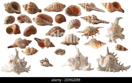 Set collection of different seashells isolated on white background. Stock Photo