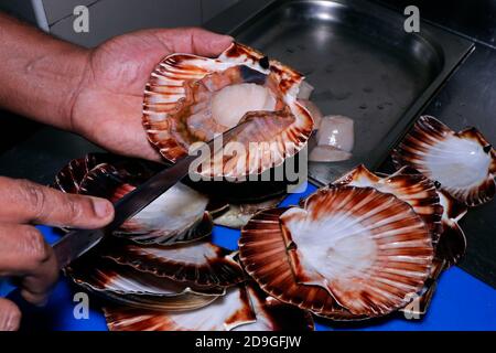 live scallop in a shell, chef preparing in a kitchen Stock Photo