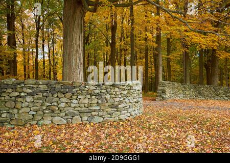 Andy Goldsworthy's rock Wall meanders through a line of trees. During autumn, peak fall color at Storm King Art Center in New York. Stock Photo