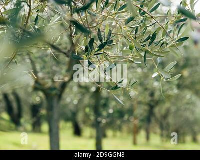 Alone green olive on the olive tree branch with unfocused blurred background with trunks rows with bright morning dew drops on the leaves. Eco food an Stock Photo