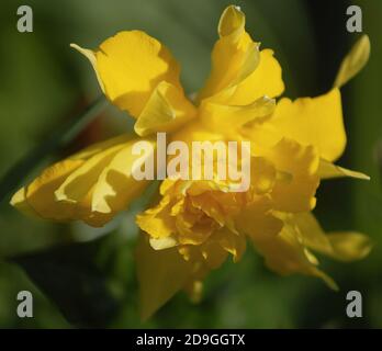 Narcissus Telamonius plenus 'Van Sion' Stock Photo