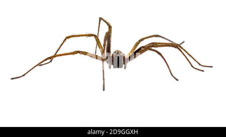 Giant house spider (Eratigena atrica) frontal view of arachnid with long hairy legs isolated on white background