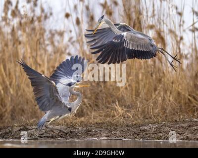 Two Grey herons fighting over territory at Lake Csaj, Kiskunsagi National Park, Pusztaszer, Hungary. February. The Grey Heron is a predatory bird livn Stock Photo