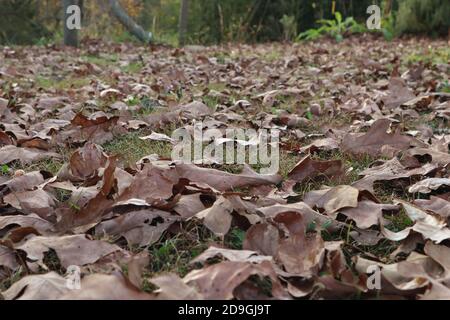 Looking across dry autumn oak leaves on the ground for a fall background Stock Photo