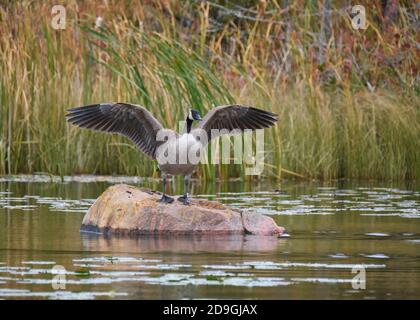 A Canada Goose stretches its wings while standing on a large colorful granite rock in the Otonabee River near Peterborough. Stock Photo