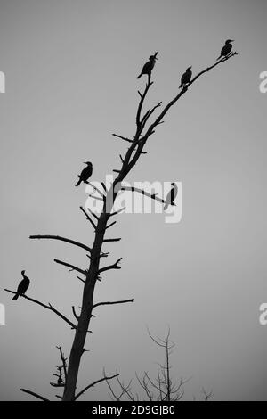 Dark silhouettes of six cormorants perching on a dead tree are in stark contrast to the light grey sky in the background. Stock Photo