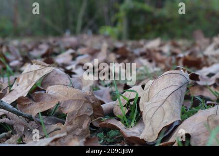 Looking across the dry autumn leaves on the ground Stock Photo