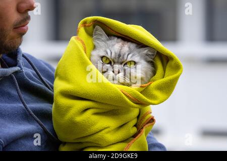 Beautiful thoroughbred grumpy cat getting warm in a green blanket  Stock Photo