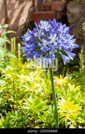 Agapanthus Headbourne Hybrid breaking into flower.  Large round flower head with blue flowers Perennial evergreen and fully hardy Stock Photo