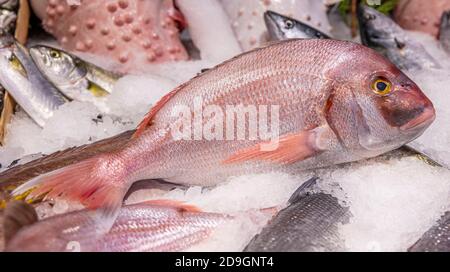 A big pink dentex in a fish market. Common dentex (Dentex dentex). Stock Photo