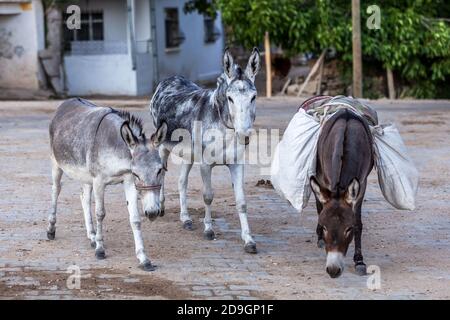 three donkey standing in village square Stock Photo