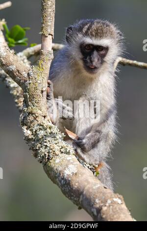 Vervet Monkey Sitting With Leaf (Chlorocebus pygerythrus) Stock Photo