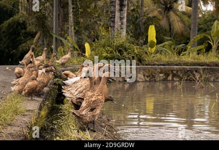 Panoramic scene group of ducks in the water, indonesia, ubud, bali 2019  Stock Photo