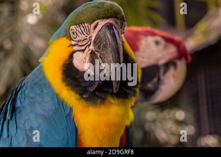 Colorfull parrots in the jungle, Indonesia, Ubud, Bali 2019 Stock Photo