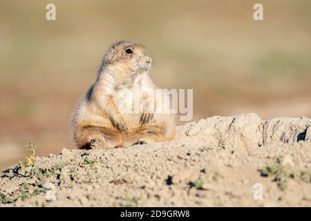 Black-tailed Prairie Dog (Cynomys ludovicianus), at den entrance, Theodore Roosevelt NP, North Dakota, USA, by Dominique Braud/Dembinsky Photo Assoc Stock Photo