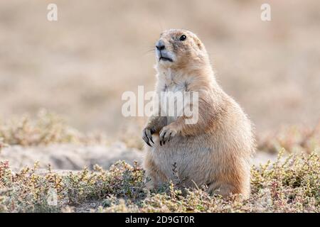 Black-tailed Prairie Dog (Cynomys ludovicianus), at den entrance, Theodore Roosevelt NP, North Dakota, USA, by Dominique Braud/Dembinsky Photo Assoc Stock Photo