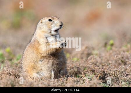 Black-tailed Prairie Dog (Cynomys ludovicianus), at den entrance, Theodore Roosevelt NP, North Dakota, USA, by Dominique Braud/Dembinsky Photo Assoc Stock Photo