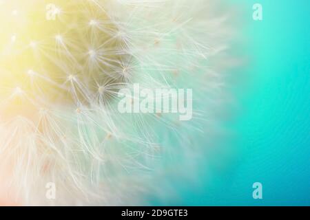 Beautiful dandelion on color background, closeup Stock Photo