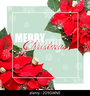 Beautiful Christmas greeting card with Poinsettia Stock Photo