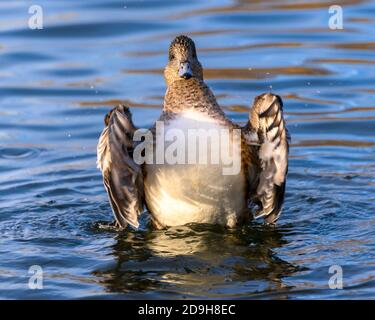 Beautiful American wigeon female duck swimming in the lake. Orange and brown body, white belly. This bird is flapping its wings. Stock Photo